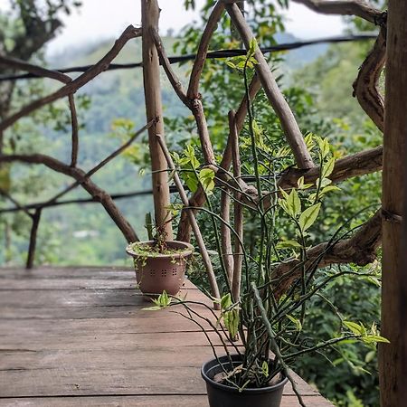 Ella Nature Nest Luaran gambar